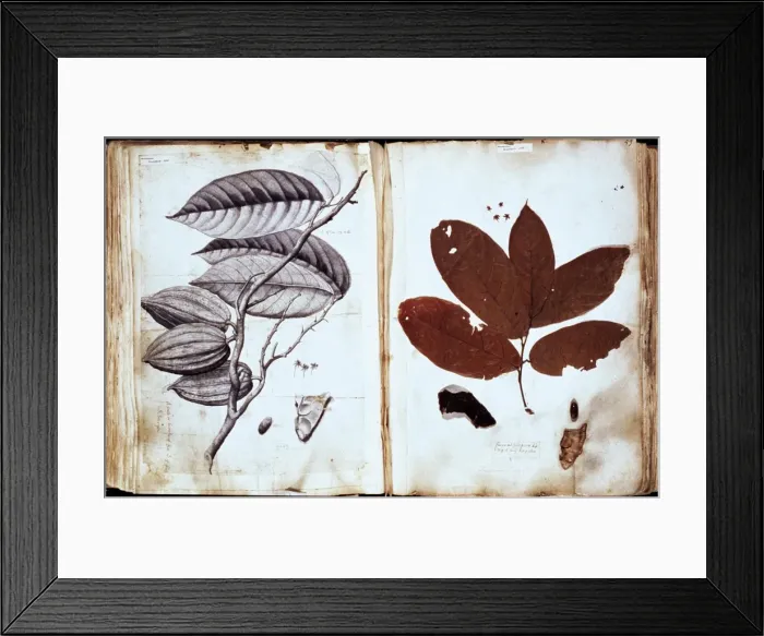 Framed Print : Theobroma cacao, chocolate Framed Print : Theobroma cacao, chocolate
