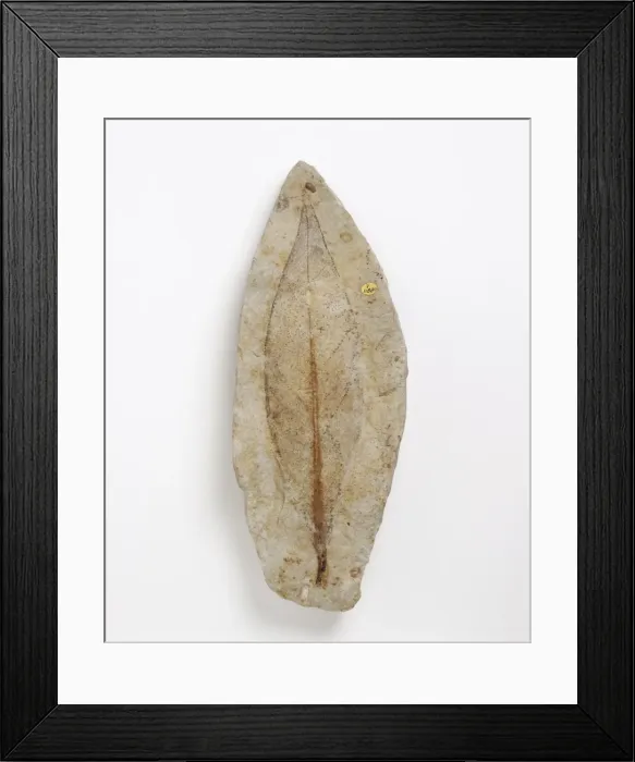 Framed Print : Fossil leaf of an early flowering plant Framed Print : Fossil leaf of an early flowering plant