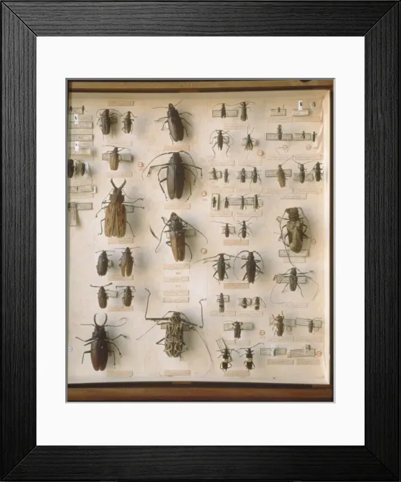 Framed Print : Beetles. A selection of beetles including many longhorn beetles Framed Print : Beetles. A selection of beetles including many longhorn beetles