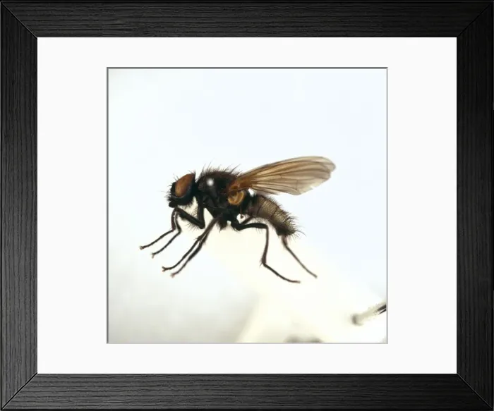 Framed Print : Hydrotaea irritans, head fly Framed Print : Hydrotaea irritans, head fly