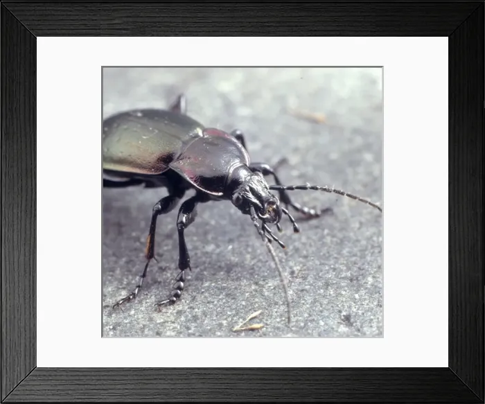 Framed Print : Carabus violaceus, violet ground beetle Framed Print : Carabus violaceus, violet ground beetle