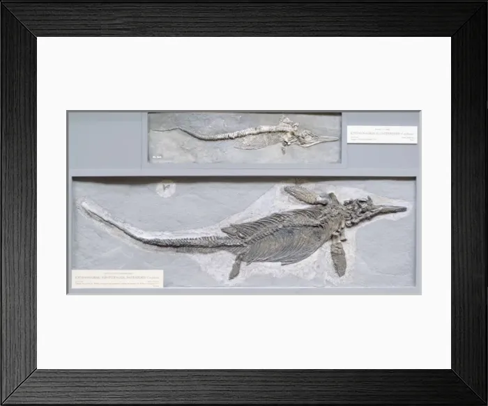 Framed Print : Ichthyosaurus intermedius Framed Print : Ichthyosaurus intermedius
