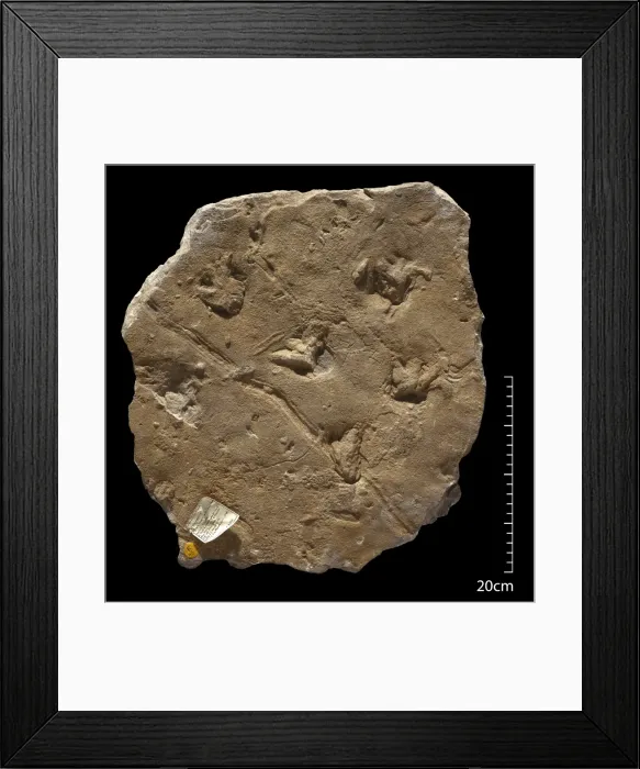 Framed Print : Fossil amphibian footprints Framed Print : Fossil amphibian footprints