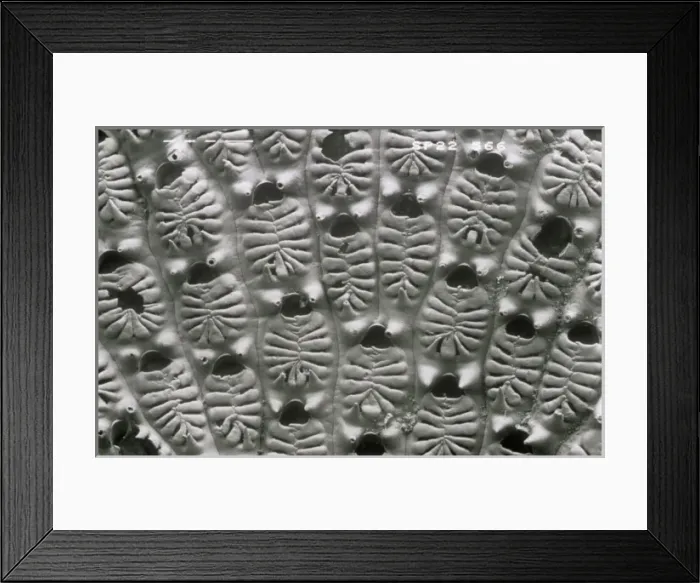Framed Print : Aspidelectra melolontha, bryozoan Framed Print : Aspidelectra melolontha, bryozoan