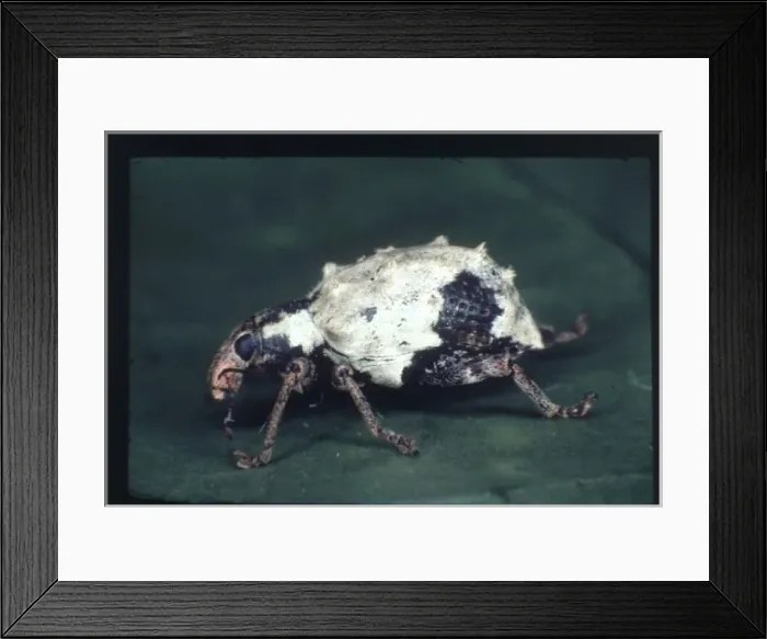 Framed Print : Phaodropus candidus, South American weevil Framed Print : Phaodropus candidus, South American weevil