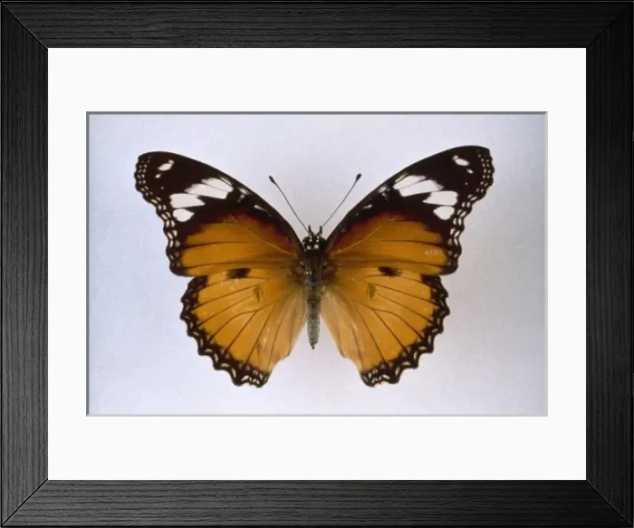 Framed Print : Hypolimnas misippus, diadem butterfly Framed Print : Hypolimnas misippus, diadem butterfly