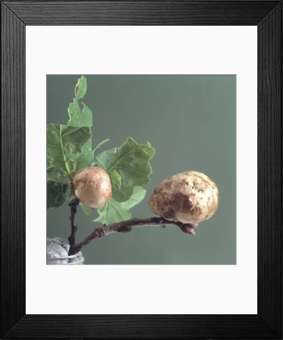 Framed Print : Oak apple galls Framed Print : Oak apple galls