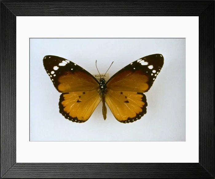 Framed Print : Danaus chrysippus, plain tiger butterfly Framed Print : Danaus chrysippus, plain tiger butterfly