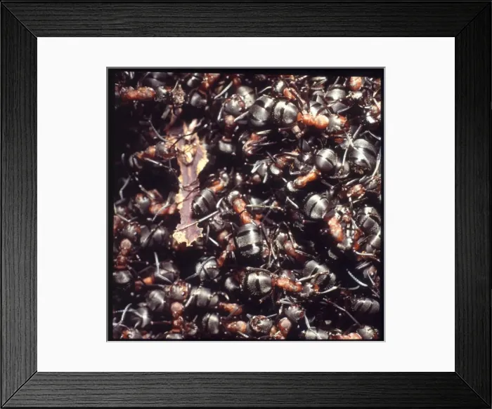 Framed Print : Formica rufa, wood ants Framed Print : Formica rufa, wood ants