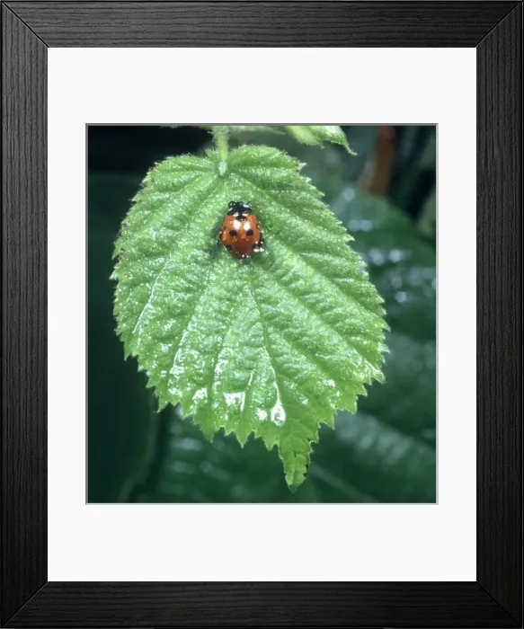 Framed Print : Coccinella 7-punctata, ladybird Framed Print : Coccinella 7-punctata, ladybird