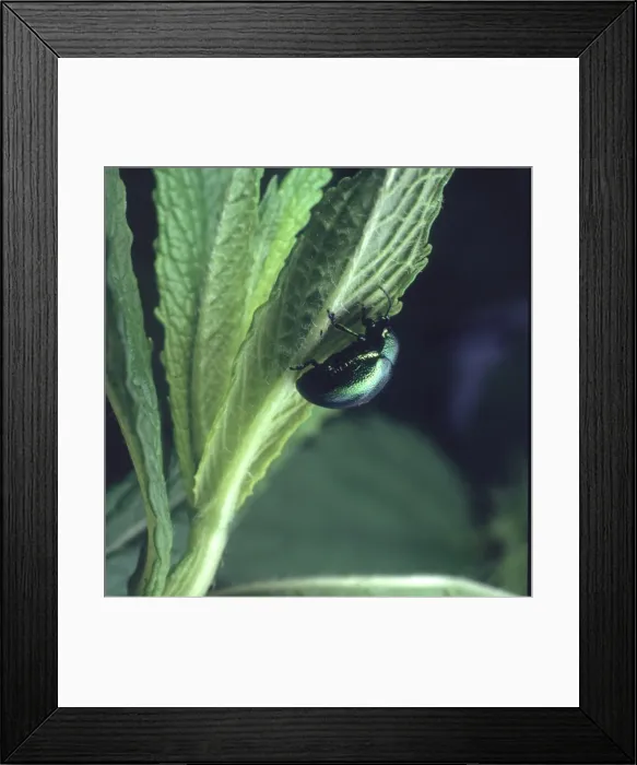 Framed Print : Chrysolina menthastri, mint leaf beetle eating a mint leaf Framed Print : Chrysolina menthastri, mint leaf beetle eating a mint leaf