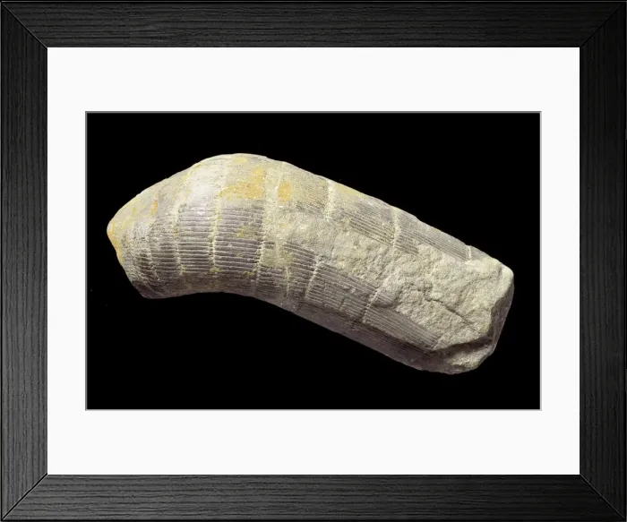 Framed Print : Calamites sp. giant horsetail trunk Framed Print : Calamites sp. giant horsetail trunk