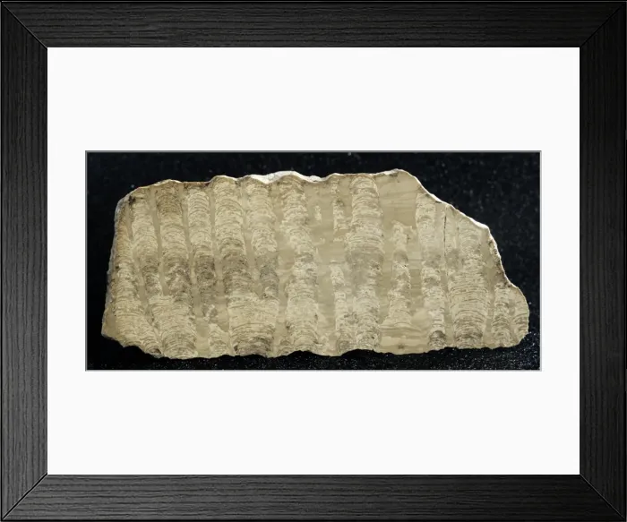 Framed Print : Stromatolite Framed Print : Stromatolite