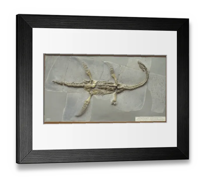 Framed Print : Plesiosaurus hawkinsii Framed Print : Plesiosaurus hawkinsii