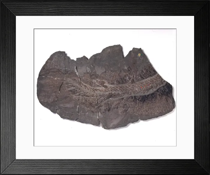 Framed Print : Eusthenopteron foordi, early lobe-finned fish Framed Print : Eusthenopteron foordi, early lobe-finned fish