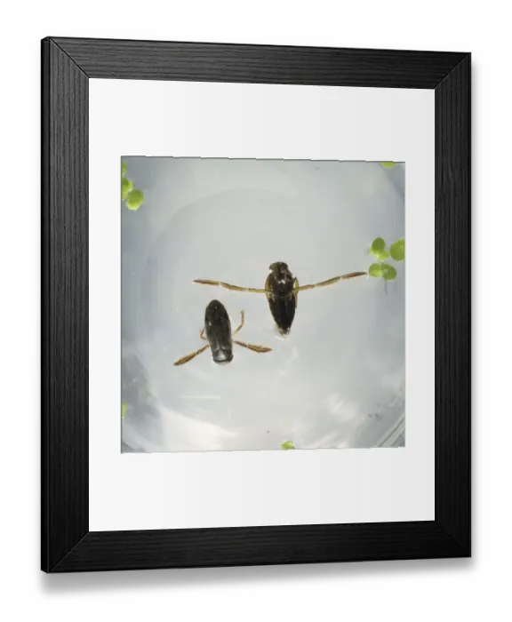 Framed Print : Corixa sp. water boatman Framed Print : Corixa sp. water boatman
