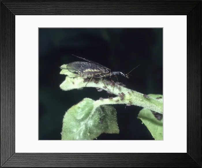 Framed Print : Raphidia sp. snakefly Framed Print : Raphidia sp. snakefly