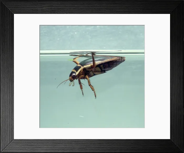 Framed Print : Dytiscus marginalis, great diving beetle Framed Print : Dytiscus marginalis, great diving beetle