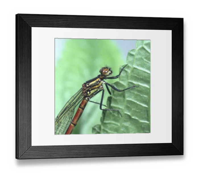Framed Print : Pyrrhosoma nymphula, large red damselfly Framed Print : Pyrrhosoma nymphula, large red damselfly