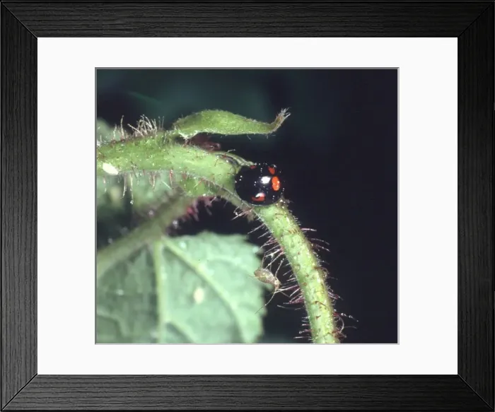 Framed Print : Adalia bipunctata variant, two spot ladybird Framed Print : Adalia bipunctata variant, two spot ladybird