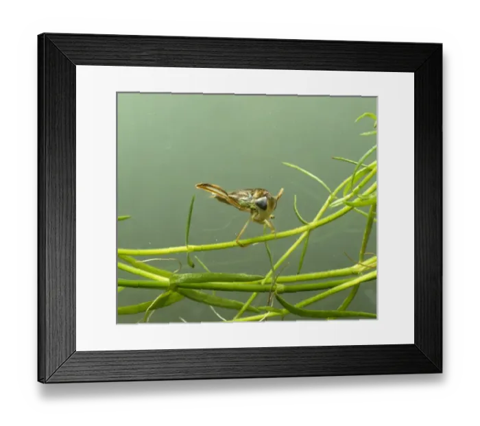 Framed Print : Corixa, water boatman Framed Print : Corixa, water boatman