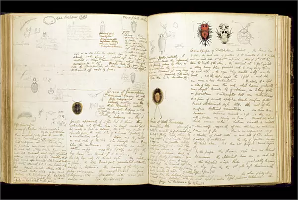 Illustrated notebook of H. W. Bates