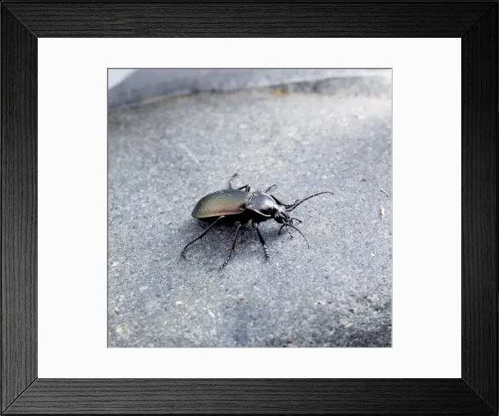 Framed Print : Carabus violaceus, violet ground beetle Framed Print : Carabus violaceus, violet ground beetle