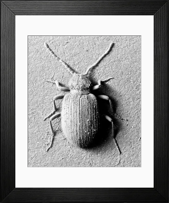 Framed Print : Ptinus tectus, spider beetle Framed Print : Ptinus tectus, spider beetle