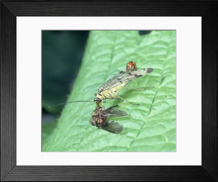 Framed Print : Panorpa communis, scorpion fly Framed Print : Panorpa communis, scorpion fly