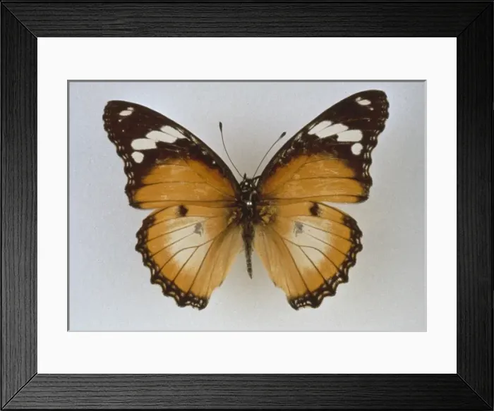 Framed Print : Hypolimnas misippus, diadem butterfly Framed Print : Hypolimnas misippus, diadem butterfly