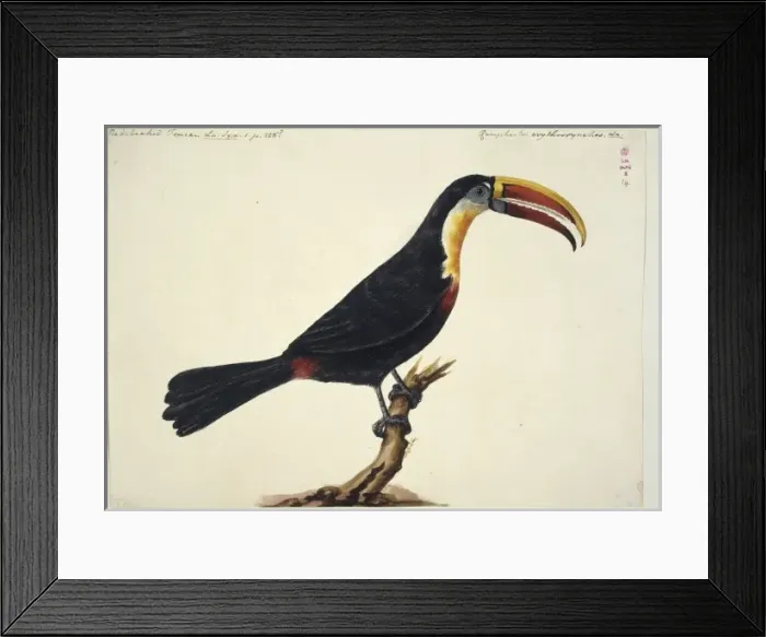Framed Print : Ramphastos tucanus, white-throated toucan Framed Print : Ramphastos tucanus, white-throated toucan