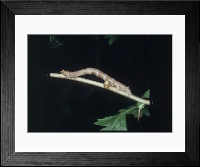 Framed Print : A looper caterpillar looking like a twig Framed Print : A looper caterpillar looking like a twig