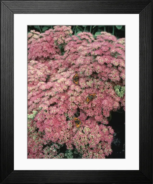 Framed Print : Aglais urticae, small tortoiseshell Framed Print : Aglais urticae, small tortoiseshell