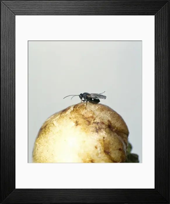 Framed Print : Adult gall wasps Framed Print : Adult gall wasps