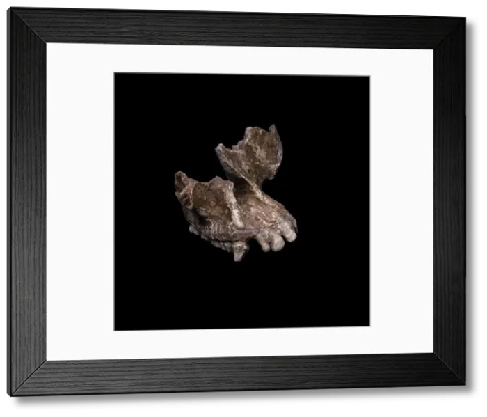 Framed Print : Sivapithecus meteai cranial fragment Framed Print : Sivapithecus meteai cranial fragment