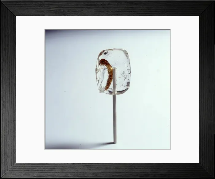 Framed Print : Tenebrio sp. mealworm, in a sticky lollipop Framed Print : Tenebrio sp. mealworm, in a sticky lollipop