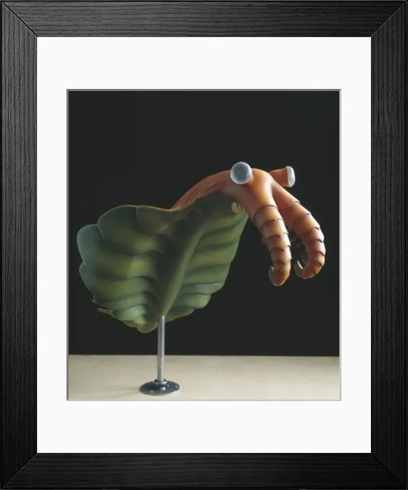 Framed Print : Anomalocaris canadensis Framed Print : Anomalocaris canadensis