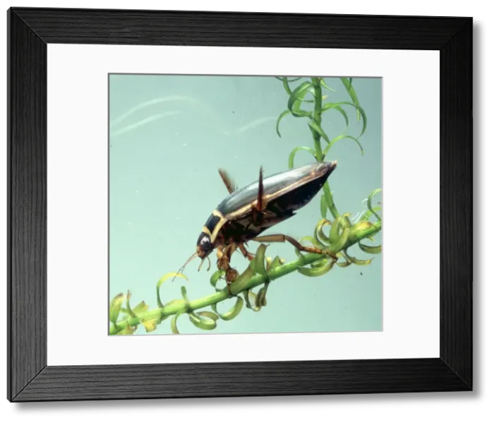 Framed Print : Dytiscus marginalis, great diving beetle Framed Print : Dytiscus marginalis, great diving beetle