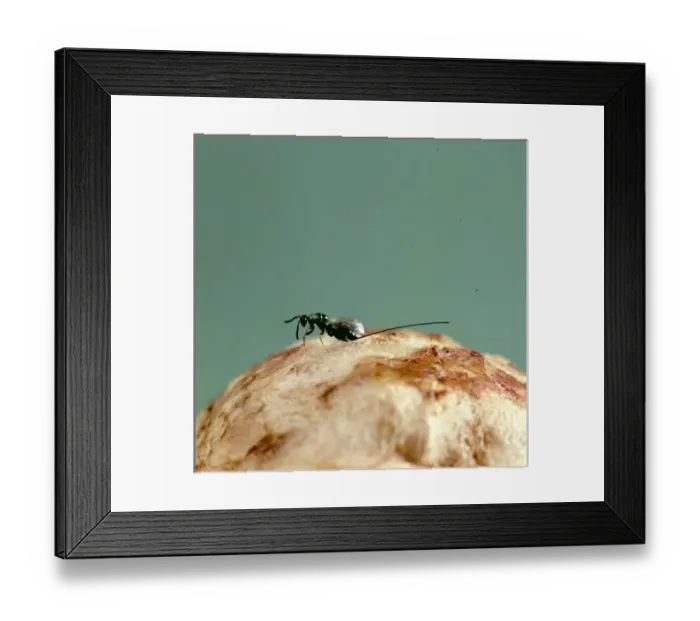 Framed Print : A female parasitic wasp Framed Print : A female parasitic wasp