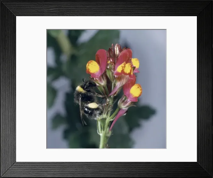 Framed Print : Bombus sp. bumblebee visiting a flower Framed Print : Bombus sp. bumblebee visiting a flower