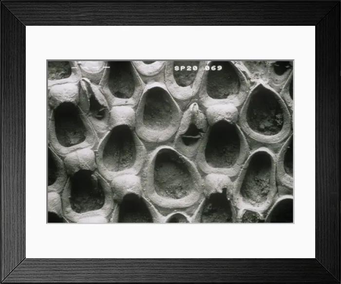 Framed Print : Wilbertopora woodwardi (Brydone), bryozoan Framed Print : Wilbertopora woodwardi (Brydone), bryozoan
