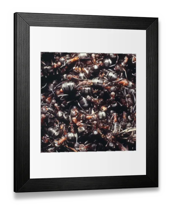 Framed Print : Formica rufa, wood ants Framed Print : Formica rufa, wood ants
