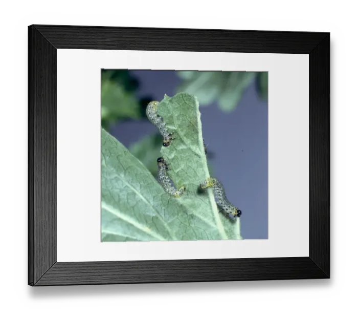 Framed Print : Nematus ribesii, gooseberry sawfly larvae Framed Print : Nematus ribesii, gooseberry sawfly larvae