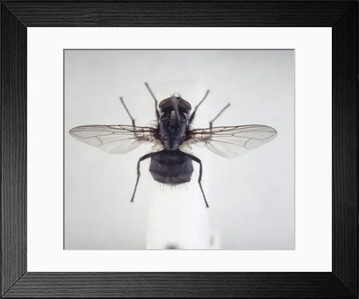 Framed Print : Morellia simplex, sweat fly Framed Print : Morellia simplex, sweat fly