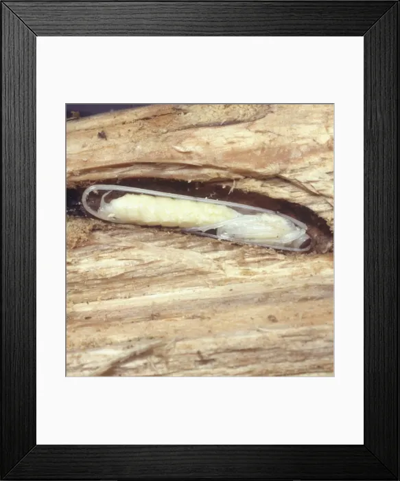 Framed Print : Rhyssa wasp pupa Framed Print : Rhyssa wasp pupa