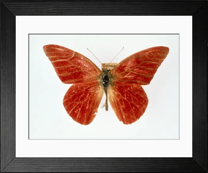 Framed Print : Appias nero, orange albatross butterfly Framed Print : Appias nero, orange albatross butterfly