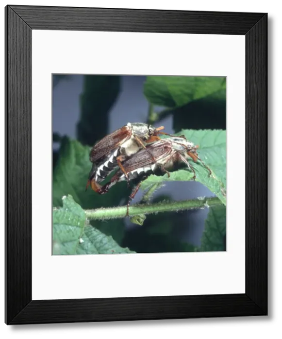 Framed Print : Melolontha melolontha, mating cockchafers