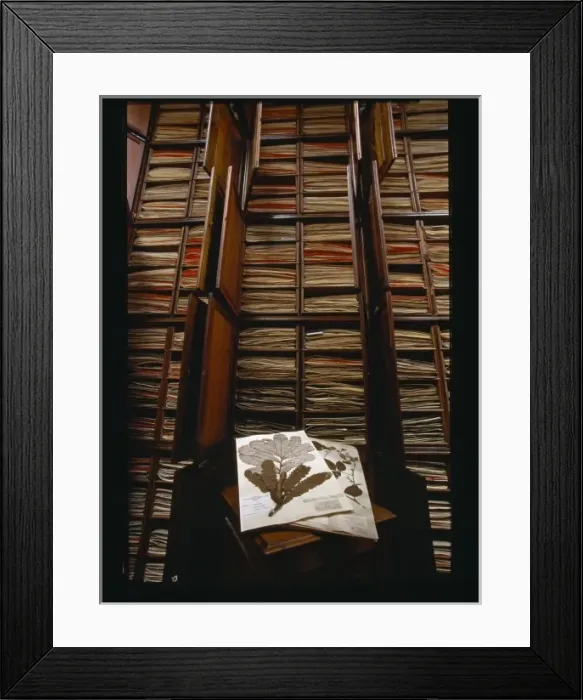 Framed Print : Banksia dentata and herbarium specimens Framed Print : Banksia dentata and herbarium specimens
