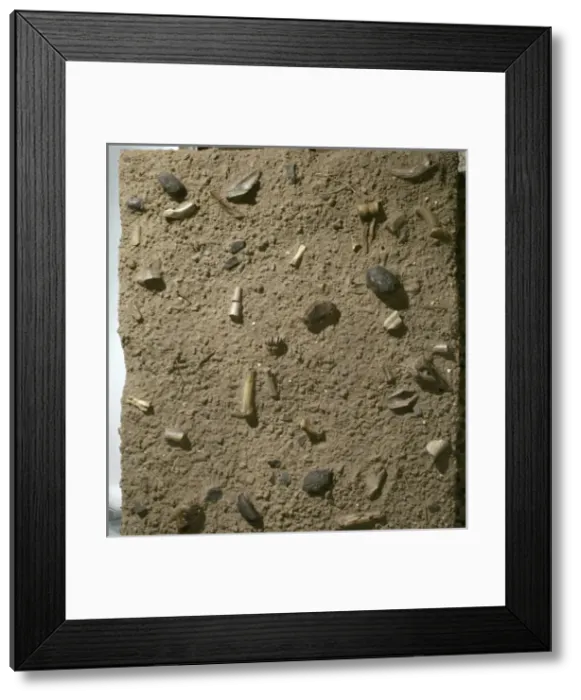 Framed Print : Homo habilis fossil bed Framed Print : Homo habilis fossil bed