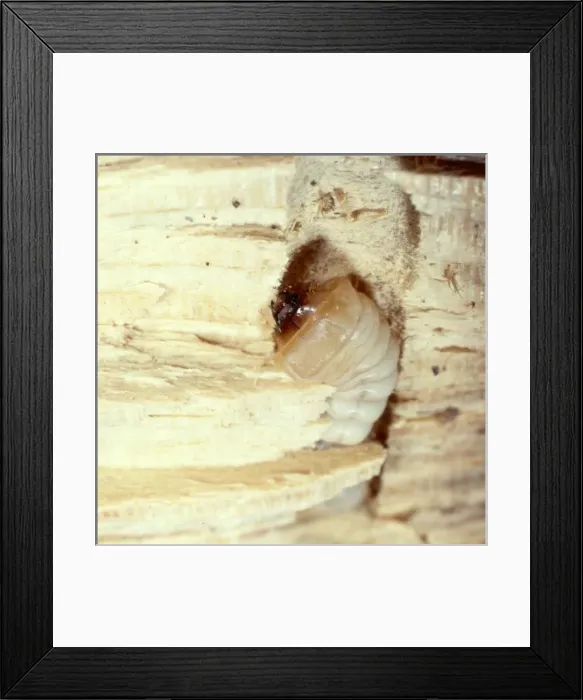 Framed Print : Grub of a house long-horn beetle Framed Print : Grub of a house long-horn beetle